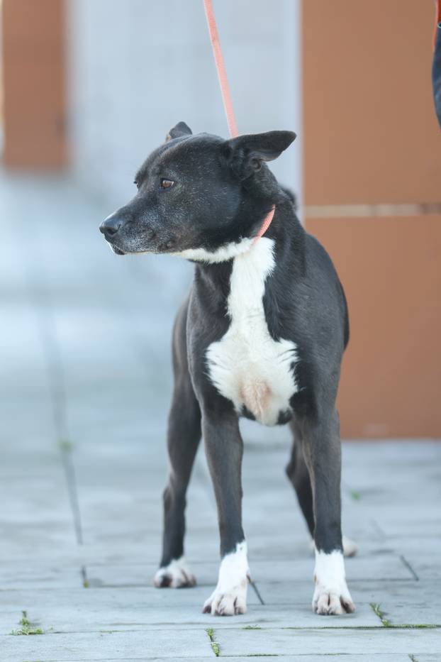 24sata Zagreb: Psi iz Dumovca 