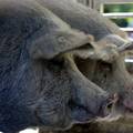 Meso turopoljske svinje dobilo EU zaštićenu oznaku izvornosti