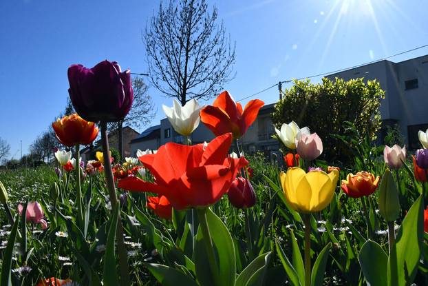 Slavonski Brod: Šarene cvjetne gredice rascvjetalih tulipana svojom ljepotom krase gradske parkove