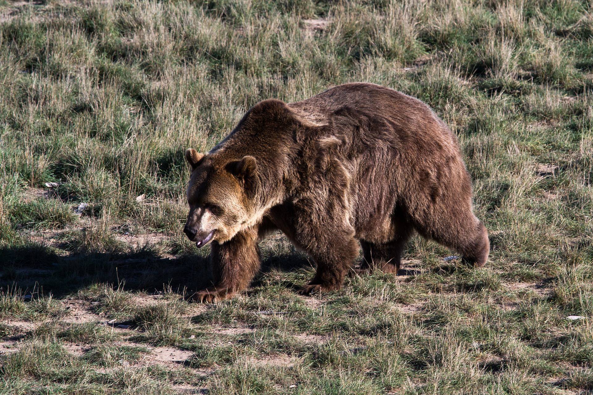 Napokon dobra vijest: Grizliji više nisu na popisu ugroženih