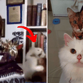 Video-bombale vlasnicu: Mačke se tukle usred javljanja uživo!