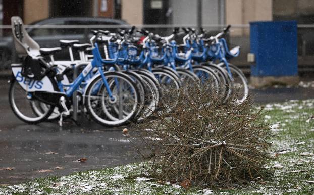 Zagreb: Odba&ccaron;eni borovu u parkovima