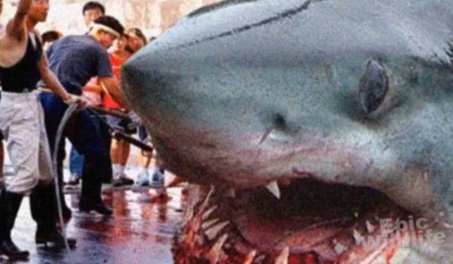 Internet/Ilustracija