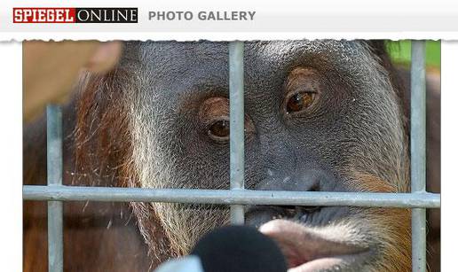 Rodila se nova zvijezda: Orangutan Ujian snimio CD