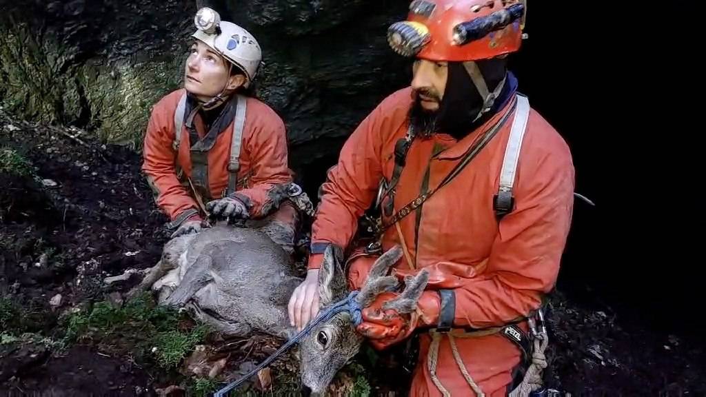 Karlovački HGSS spasio mladog srndaća iz jame: 'Bojali smo se da se ne uplaši i ozlijedi'