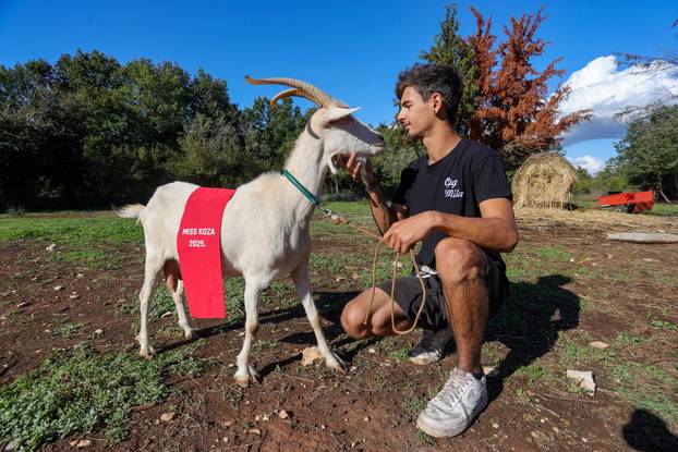Vodnjan: Za Naj kozu 2025. godine izabrana je koza Jelena, vlasnika Mattea Muškovića 