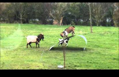 Koze su se dobro zabavljale balansirajući na metalnoj ploči