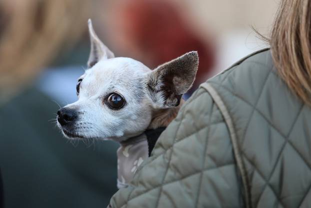 Zagreb: Blagoslov kućnih ljubimaca povodom svetkovine sv. Franje