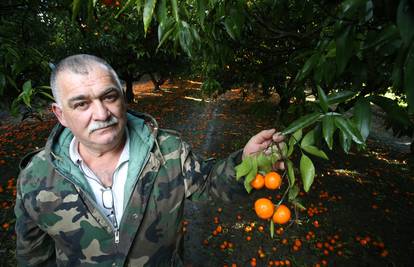 Trune 700 tona klementina, a nama se prodaju one iz uvoza