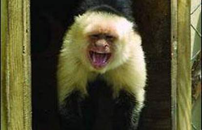Majmun otključao svoj kavez i pobjegao iz Zoo-a