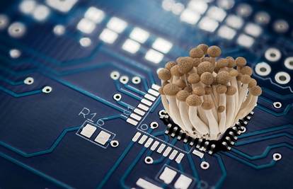 Novo na meniju: U budućnosti nam stižu računala od gljiva