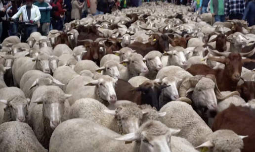 Tisuće ovaca zamijenile aute na ulicama Madrida: 'Bilo je ludo, nikad nisam vidio tako nešto'