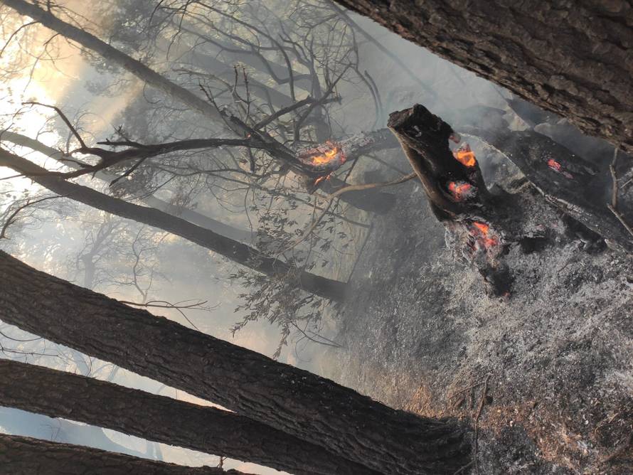 Požari na makarskom području još su aktivni: Bura sve otežava
