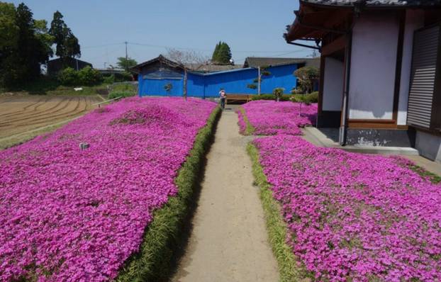 FOTO Pogledajte tu divotu: Farmer zasadio tisuće cvjetova za svoju slijepu suprugu
