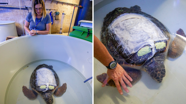 Teško ozlijeđena glavata želva stigla je na oporavak u pulski akvarij: 'Vidi se da želi živjeti'
