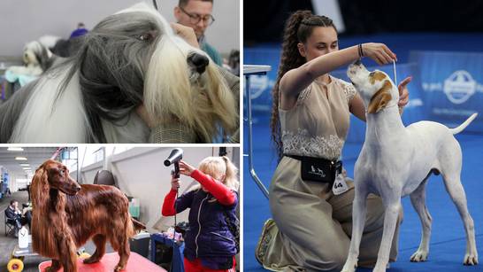 FOTOGALERIJA Na izložbi pasa u Zagrebu i pasmina koja dosad nikad nije otišla iz svoje zemlje