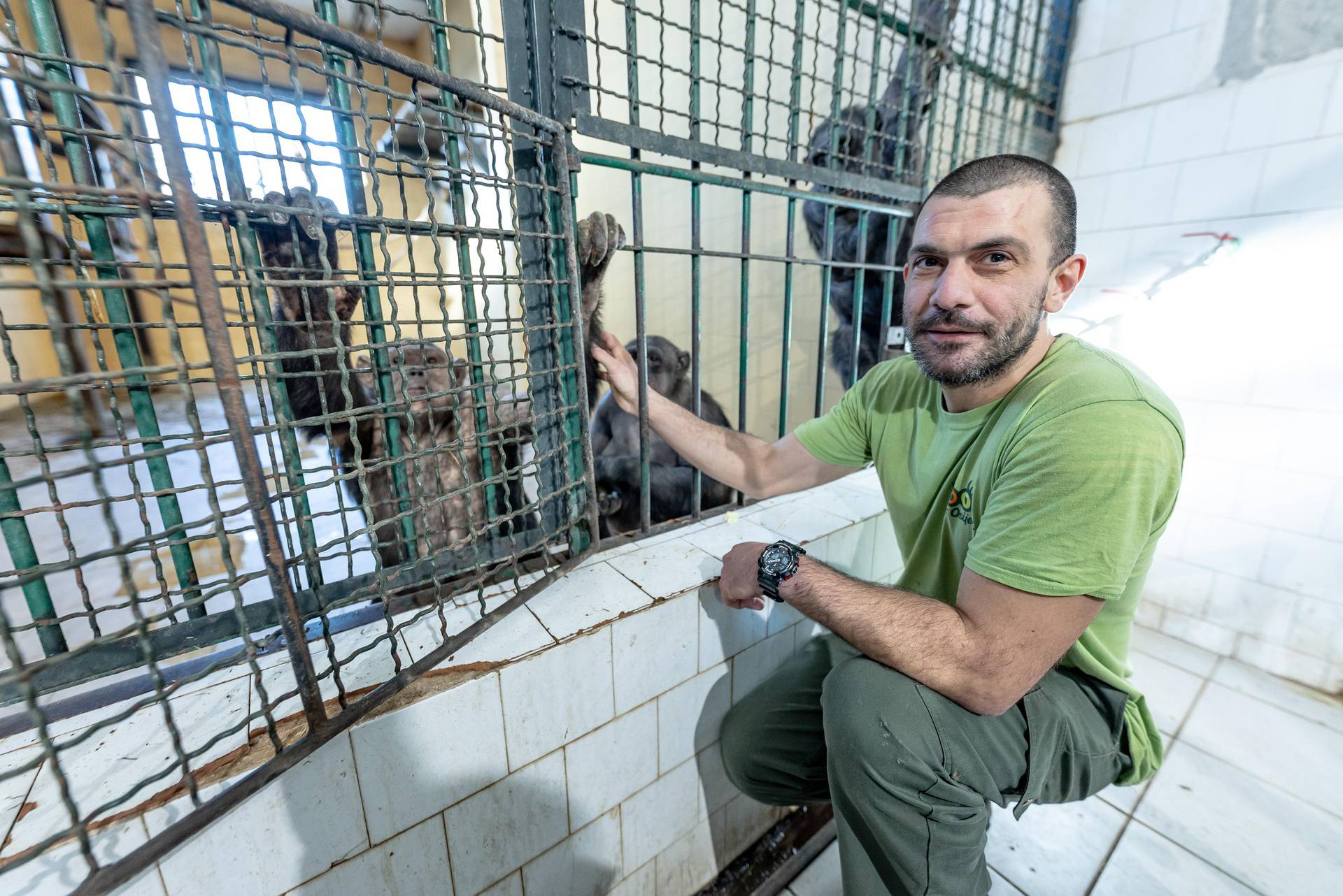 Čimpanze u Osijeku imaju poseban tretman! Dino im često radi manikuru: 'Pa Bože cure su'