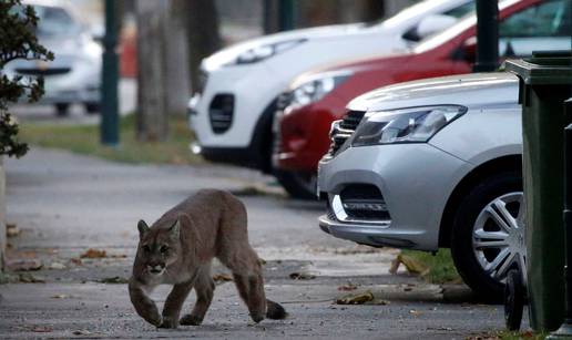 Vratila se u prirodno stanište: Puma šetala ulicama Santiaga