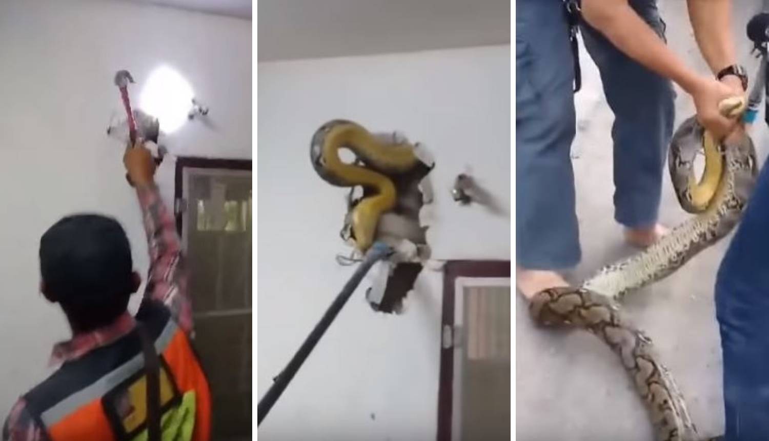 Čuo lupanje u zidu pa pozvao pomoć: Izvukli zmiju od 4,5 m