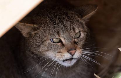 Bizarnost u Lipiku: Naletio na divlju mačku, teško se ozlijedio