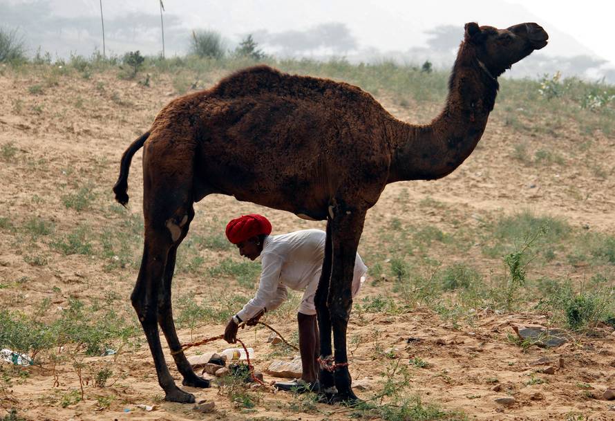A trader unties the legs of a camel in Pushkar, in the desert state of Rajasthan