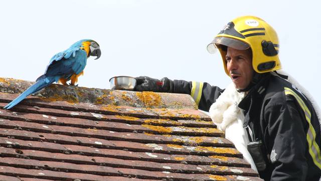 Popeo se na krov da spasi papigu, ona mu rekla: 'Odje*i''