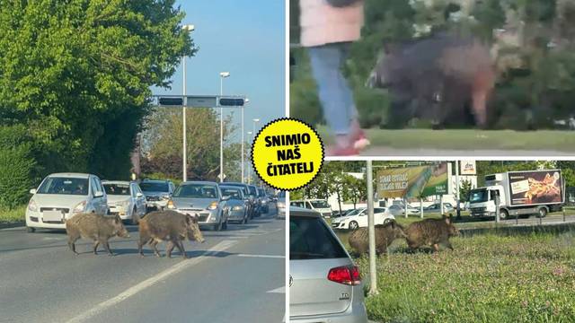 VIDEO Divlje svinje uzbunile Dubravu: 'Zbog veprova djecu ne puštamo da se igraju sama'