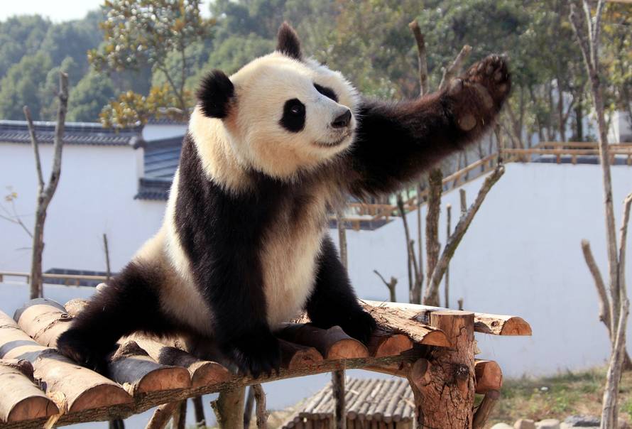 Waving Panda