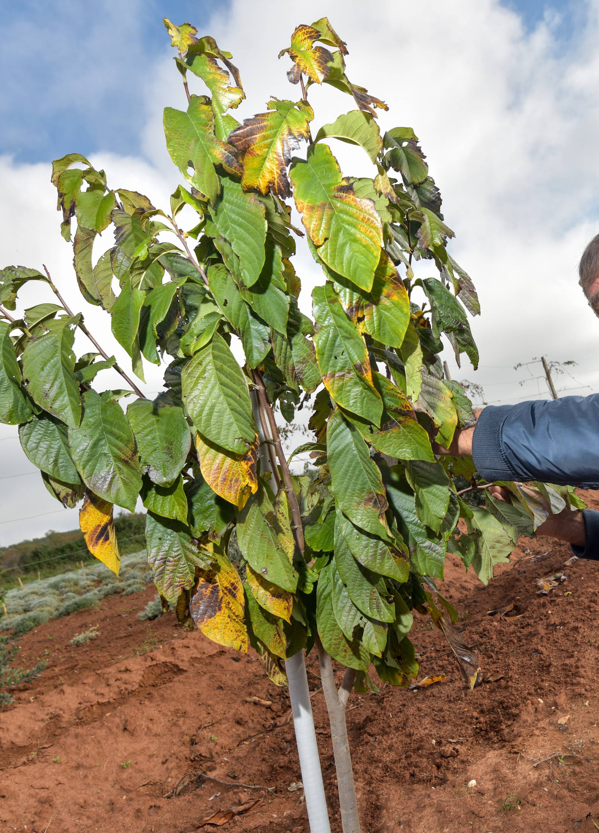 'Same' se prodaju: 'Moje paw paw banane podnose i -30 °C'