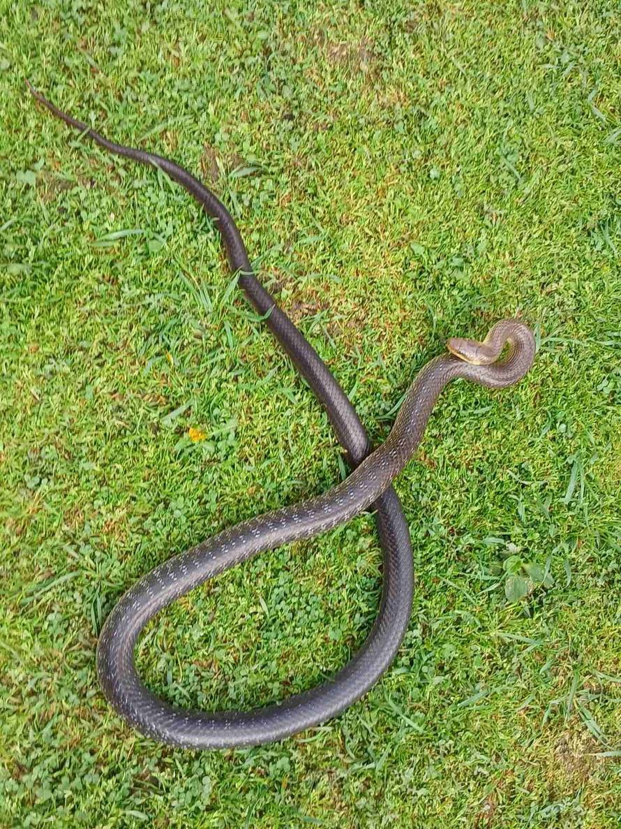 FOTO Zmija ugrizla muškarca iz Sl. Broda za ruku: 'Stabilno je'