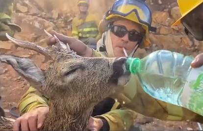 VIDEO Španjolski vatrogasci spasili srndaća iz požara: Dali su mu vode, pio im je iz ruke