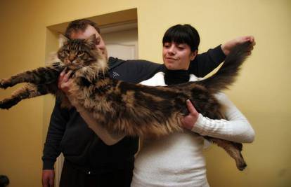 Najveći mačak u Hrvatskoj je dugačak više od metra!