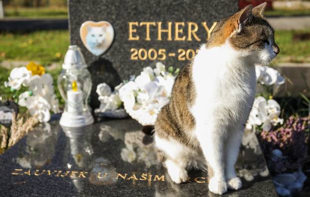 Zagreb: Groblje kućnih ljubimaca u Dumovcu obišao je jedino jedan mačak