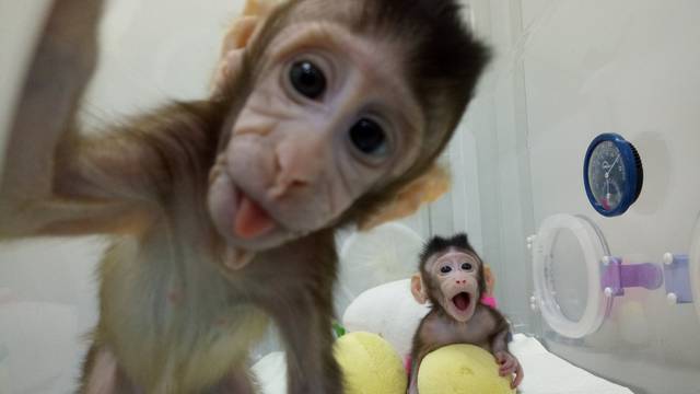 Cloned monkeys Zhong Zhong and Hua Hua are seen at the non-human primate facility at the Chinese Academy of Sciences in Shanghai