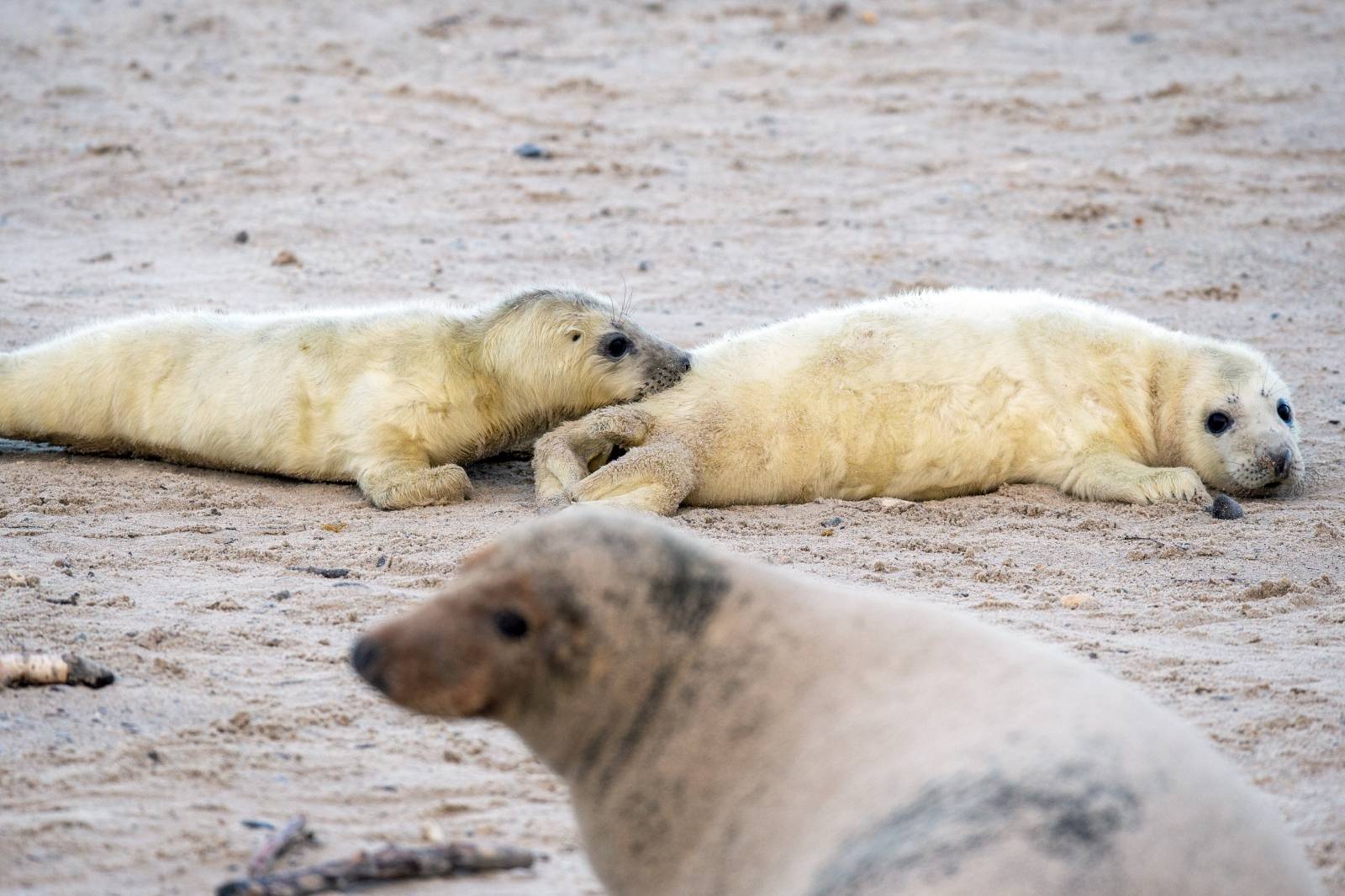 Seal offspring on Helgoland