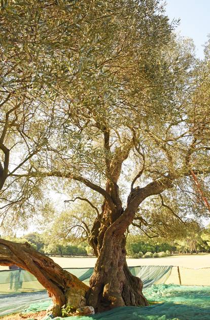 Stara maslina na Brijunima jedno je od najstarijih stabala masline na Mediteranu