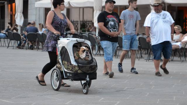 Turisti poveli buldoga u šetnju Pulom u - dječjim kolicima