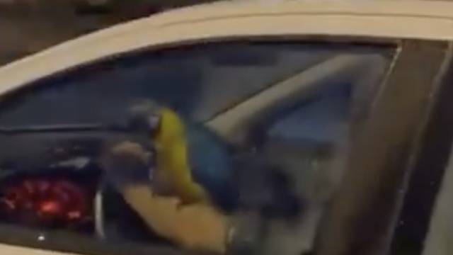 Vozio se po Splitu s papigom na ruci: Velika šarena ptica mirno je sjedila i gledala kroz prozor