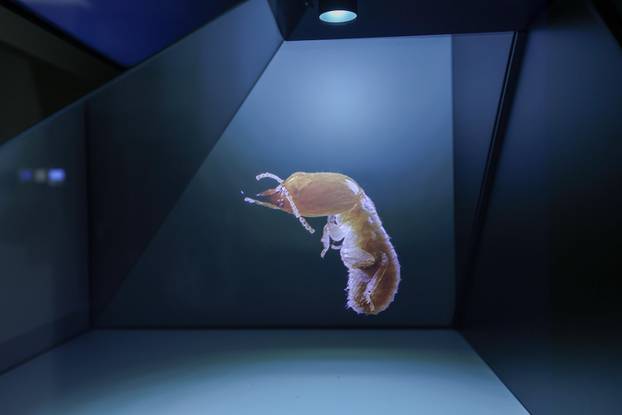 Zagreb: Završen je projekt Čuvar baštine Hrvatskog prirodoslovnog muzeja