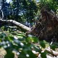 Nevrijeme u Istri: Vjetar ru&scaron;io stabla, vatrogasci u akciji