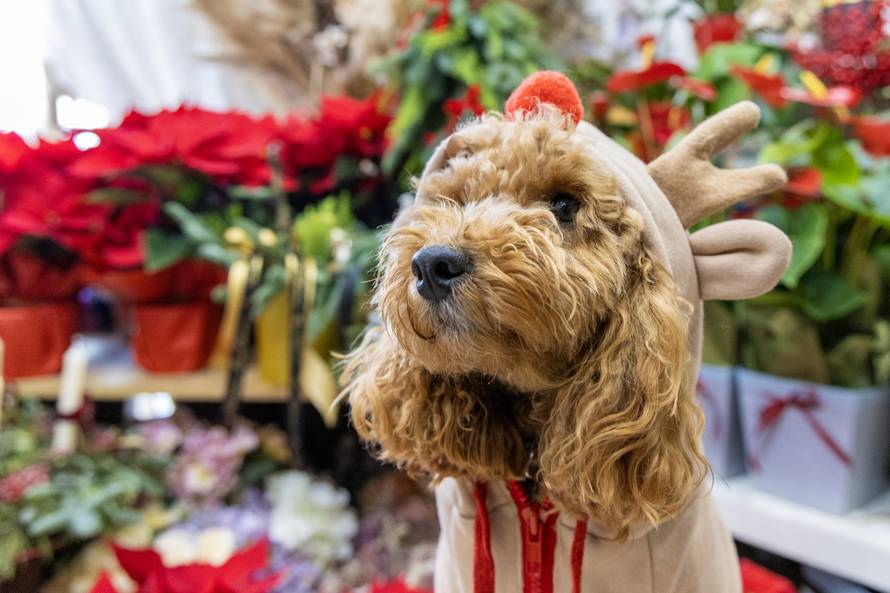 24sata: Pula: Pas pozira ispred cvjećarnice i glumi soba