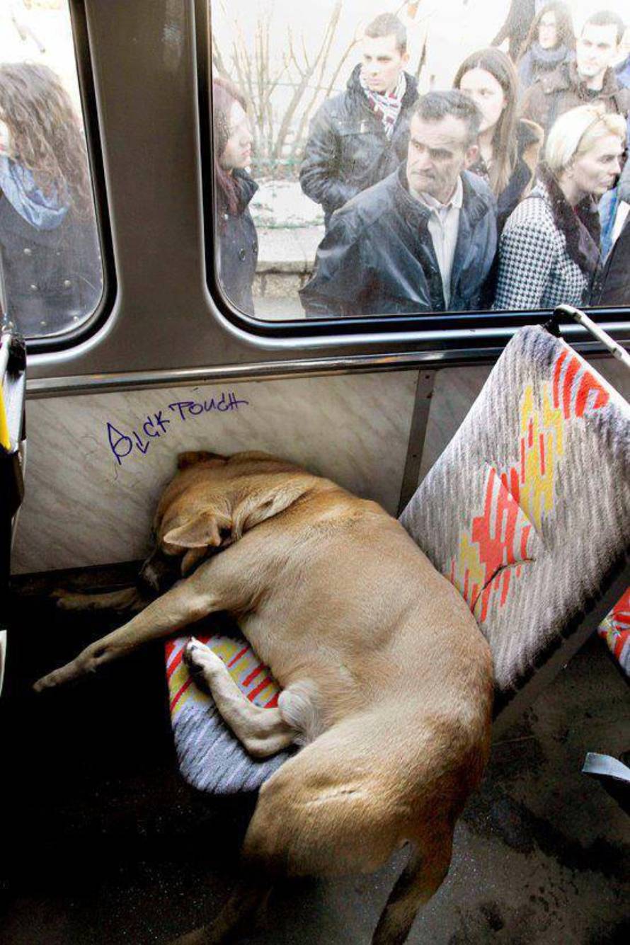 Donnie the Sarajevo Tram Dog Facebook Page