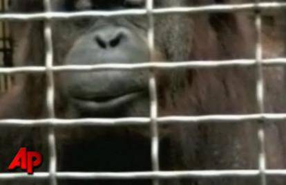Washington: Orangutanica Bonnie naučila je zviždati
