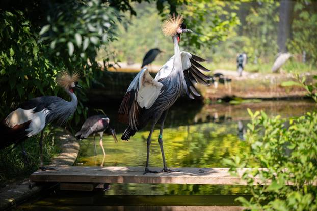 Zagreb: Životinje u Zoološkom vrtu odmaraju tijekom vrućina