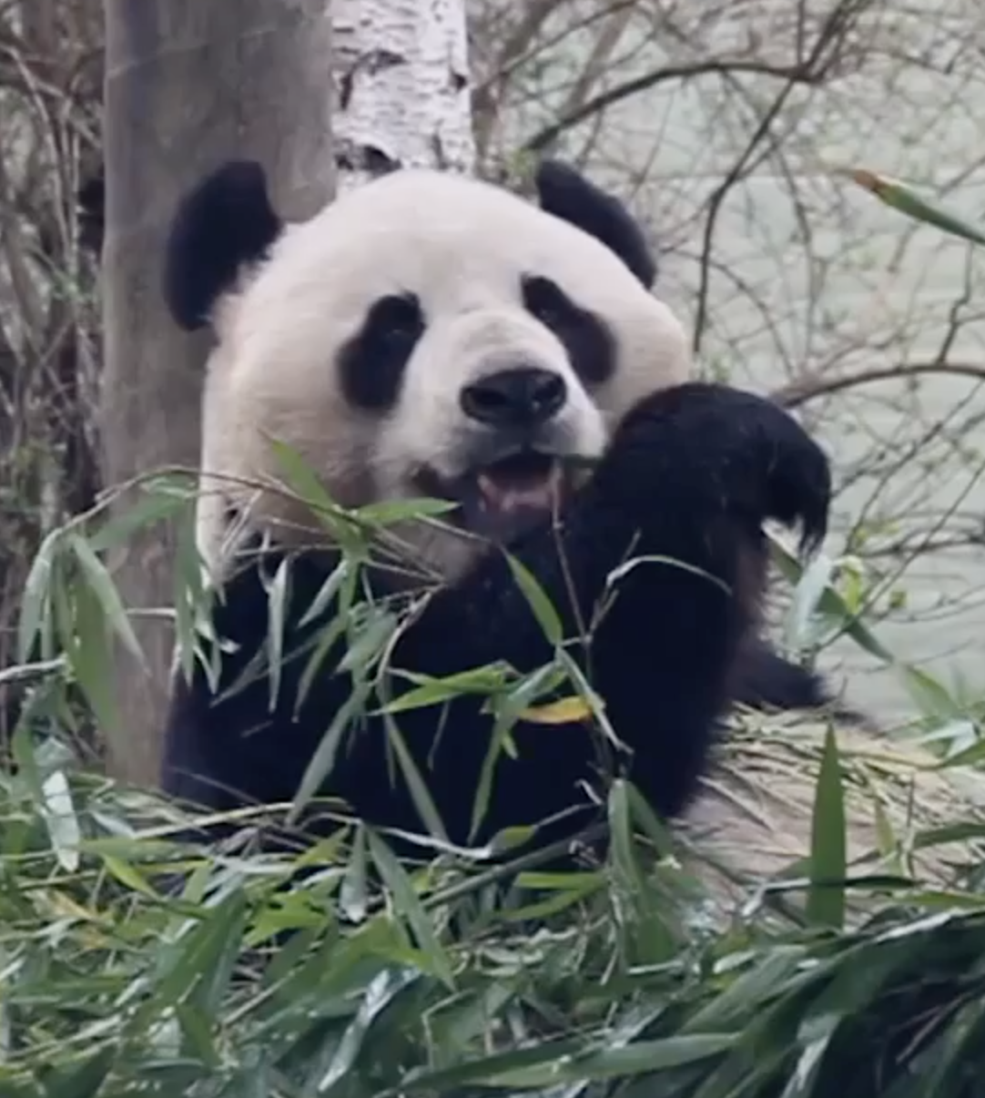 Zaljubljene pande ne mogu imati mlade, mužjak operiran