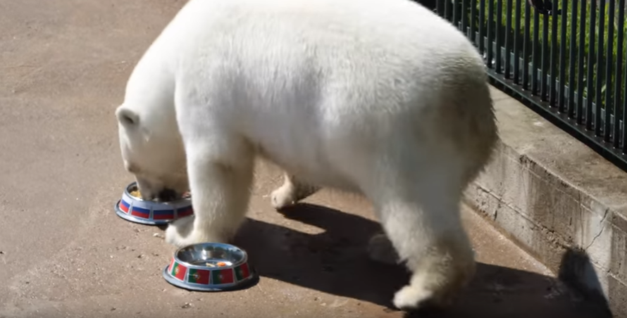 Pazi se, Ronaldo! Polarni medo prognozirao poraz Portugalaca