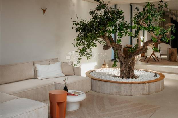 FOTO Nikad viđeno! Prodaje se vila na Šolti. Stoljetna maslina vam raste kraj kauča. Evo cijene