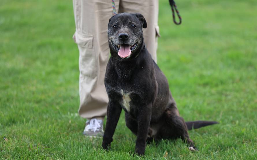 Zagreb: Napušteni psi u Dumovcu