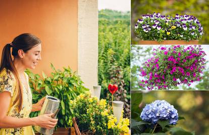 Ovo su biljke koje su najbolje za balkon: Prije svega važno je provjeriti uvjete  i mogućnosti