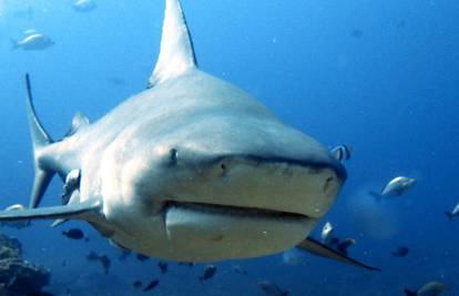 Znate li da od 120 vrsta morskih pasa samo 20 napada ljude? Evo tri savjeta za obranu